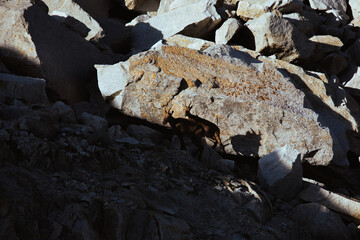 Goat on the rock