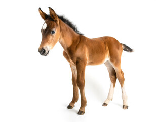 Obraz premium Fohlen isoliert auf weißen Hintergrund, Freisteller 