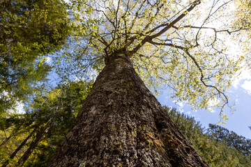 Naklejka premium Below a beautiful tree and its canopy shining in the sun