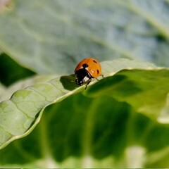 Ladybug: In the field  a red ladybug is on a green leaf of cabbage.In Pakistan © Reet183