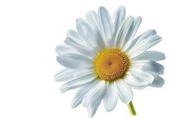Naklejka premium A watercolor painting of a simple daisy with a bright center, clean and fresh, isolated on white background