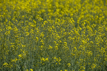 a large field of rapeseed cultivation with its characteristic well-grown yellow flowers