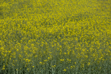 a large field of rapeseed cultivation with its characteristic yellow flowers well grown on a bright...