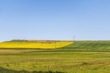 Some beautiful grass and rapeseed fields on a clear blue sky day