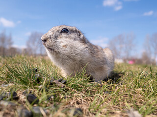Prairie dog on a grass field looking at the camera.