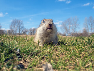 Prairie dog on a grass field looking at the camera.