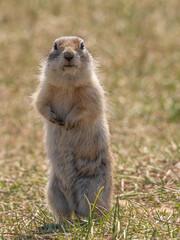 Prairie dog on a grass field looking at the camera.