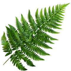 Fern leaf isolated on transparent background