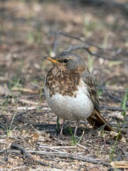 Red-throated thrush on a grass field. Close-up portrait