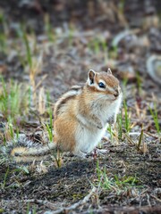 Chipmunk on a grass field. Close-up portrait