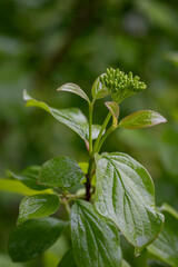 A wet flower bud itches bloody on a tree.