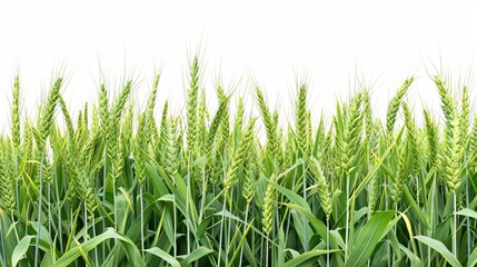 Fototapeta premium A field of green grass with a white background
