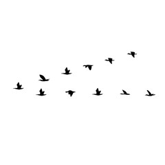 flying birds silhouette