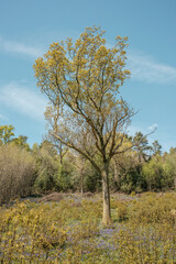 Walk through a blue bell woods, near Hindhead, Surrey