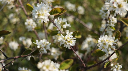 Amelanchier Bush in bloom. also known as shadbush, shadwood or shadblow in springtime . - obrazy, fototapety, plakaty
