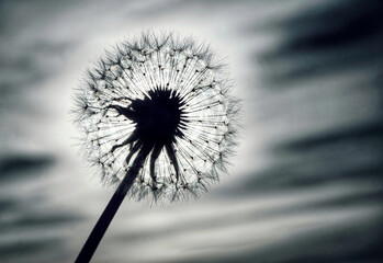 close-up of a dandelion against the sky