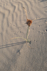 Dunas de la playa de Isla Canela