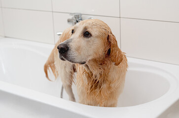 Unhappy Golden Retriever Dog In A White Bathtub Doesn'T Want To Bathe