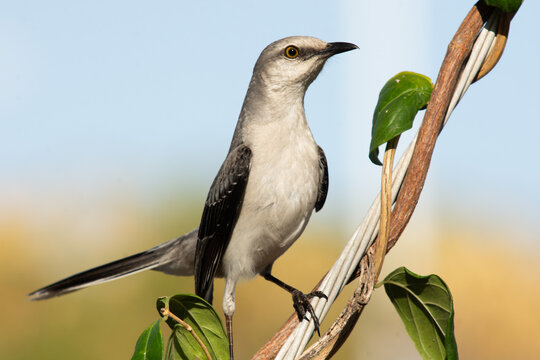 Close up of a cenzontle bird standing on a wire with a branch