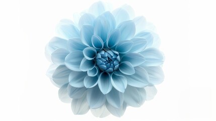 A beautiful light blue dahlia flower is isolated on a white background. Big and shaggy appearance for design.