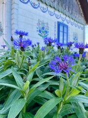 flowers in the garden