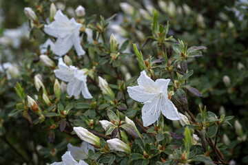 White azalea flowers with water drops after rain.