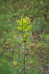 Fresh young shoots of ash on a tree.