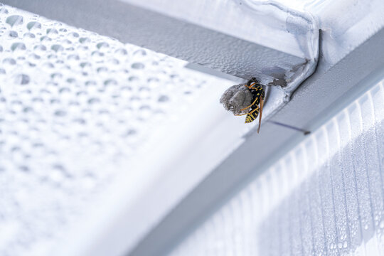 Water guarding a small suspended nest in a plastic greenhouse.