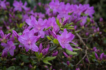 Purple azalea flowers with water drops after rain.