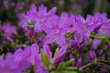 Purple azalea flowers with water drops after rain.