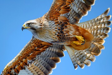 Stunning close-up of a red kite soaring, showcasing detailed feathers and intense eyes against a blue sky - Powered by Adobe