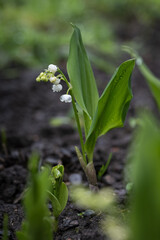 White lily of the valley flowers with raindrops.