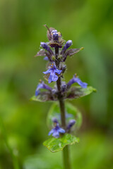 Flowering runner creeping in the grass.