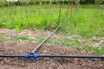 Drip irrigation tubes on the ground in the garden. Organization of watering of a young orchard