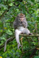 Long Tailed Macaque - portrait sitting in tree, eating and looking straight at camera. Crab Eating Macaque in Ubud Sacred Monkey Forest, Bali (Macaca fascicularis, cynomolgus monkey)