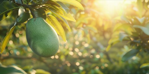 a green mango on a mango tree , a beautiful morning environment with the sun rising, A large mango...