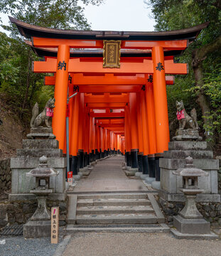 Orange and black Torii Gate entrance to a tunnel at the Fushimi Inari Shinto Shrine in Kyoto Japan. Orange tori gates containing Japanese characters line the tunnel pathway.