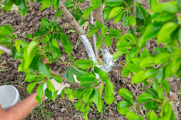 A gardener whitewashes the trunk of a young fruit tree with a brush to protect the bark from pests...