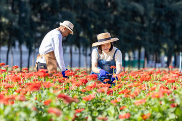 Team of Asian farmer and florist is working in the farm while cutting zinnia flowers using...