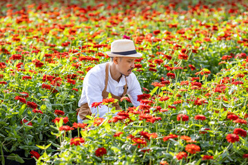 Asian farmer and florist is working in the farm while cutting zinnia flowers using secateurs for...