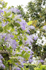 Obraz premium Beautiful Sandpaper Vine flowers.