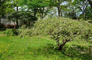 apple tree in the vineyard
