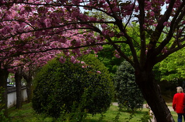 tree in spring