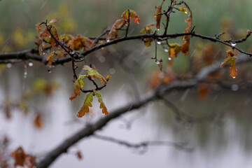 Fresh young oak leaves wet from the rain on the tree.