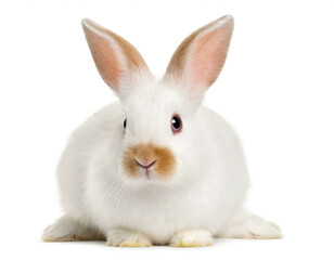 Obraz premium albino hase isoliert auf weißen Hintergrund, Freisteller 