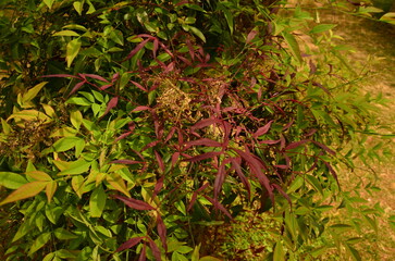 red and green leaves