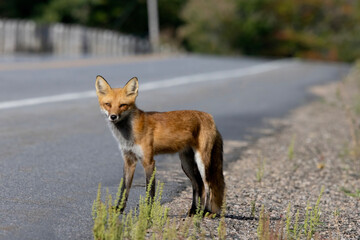 Red fox standing on the edge of a highway in Algonquin Provincial Park Ontario Canada