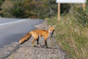 Red fox headed toward the ditch at the side of a highway in Algonquin Provincial Park Ontario Canada