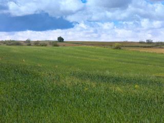 landscape, view, rural, spring, plants, clouds, sky, flora, fiel