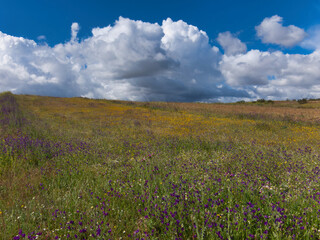 Fototapeta premium landscape, view, rural, spring, plants, clouds, sky, flora, fiel